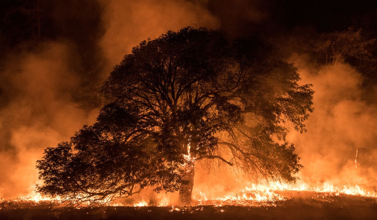 O que mudou na responsabilidade administrativa ambiental com a promulgação do Decreto Federal n. 11.080/2022?